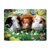 3d cavia