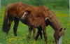 budget kaart paard met veulen in wei