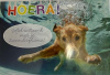 budget kaart zwemdiploma hond onder water