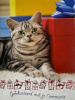 communnie kat