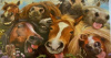 geldenvelop gekke paarden