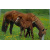 budget_kaart_paard_met_veulen_in_wei